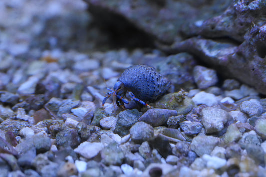 Blue Leg Hermit Crab