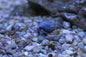 Blue Leg Hermit Crab