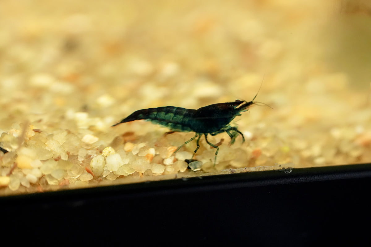 Blue Velvet Shrimp