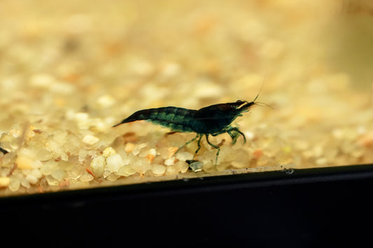 Blue Velvet Shrimp