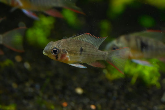 Bolivian Ram Cichlid