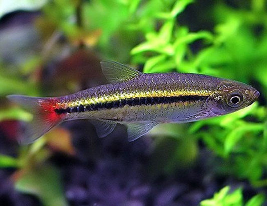 Brilliant rasbora