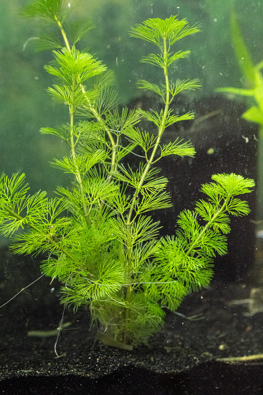 Cabomba Caroliniana