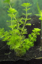 Cabomba Caroliniana