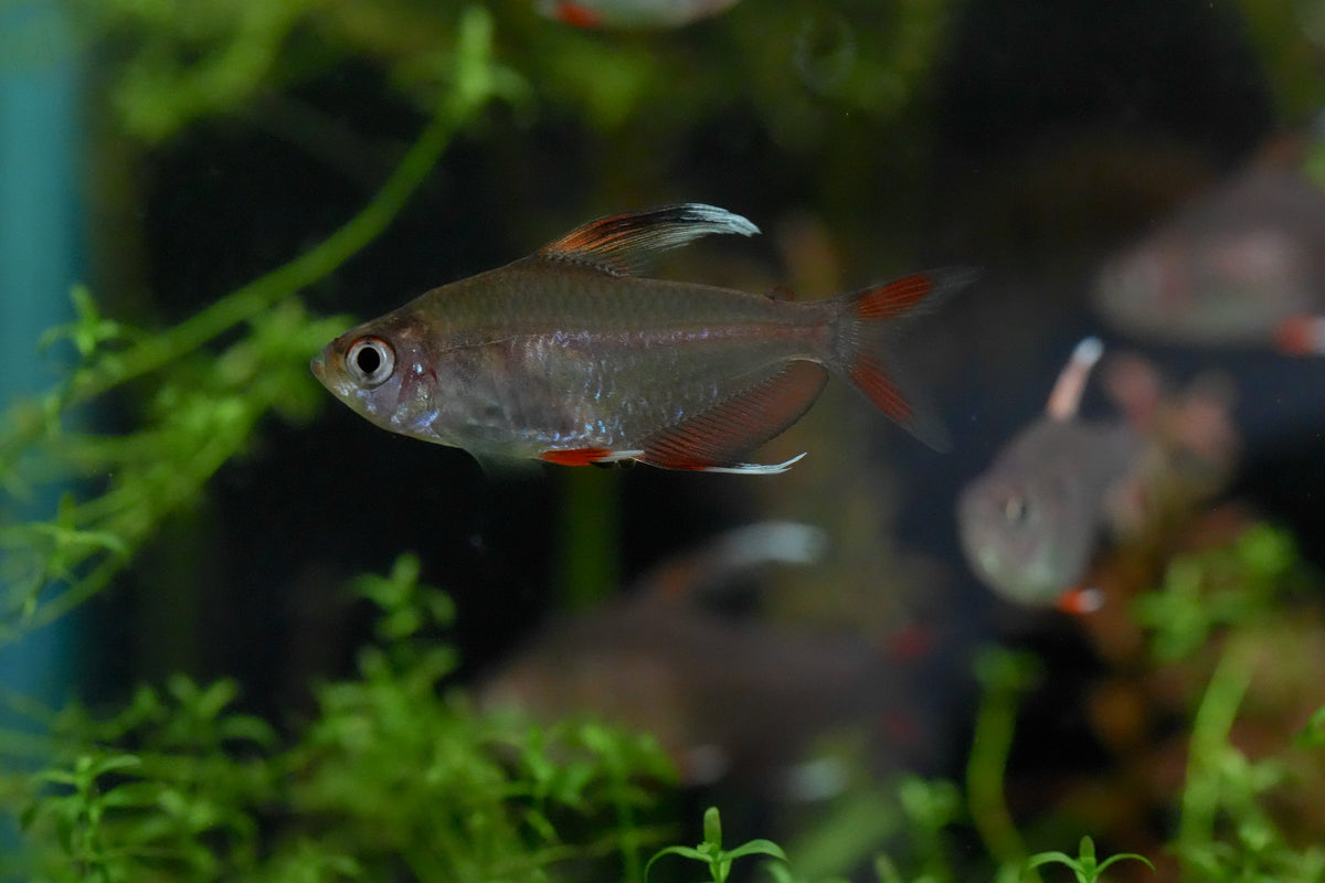 Candy Cane Tetra