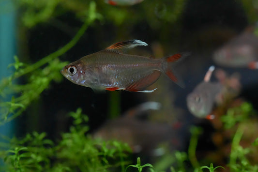 Candy Cane Tetra