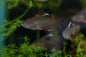 Candy Cane Tetra