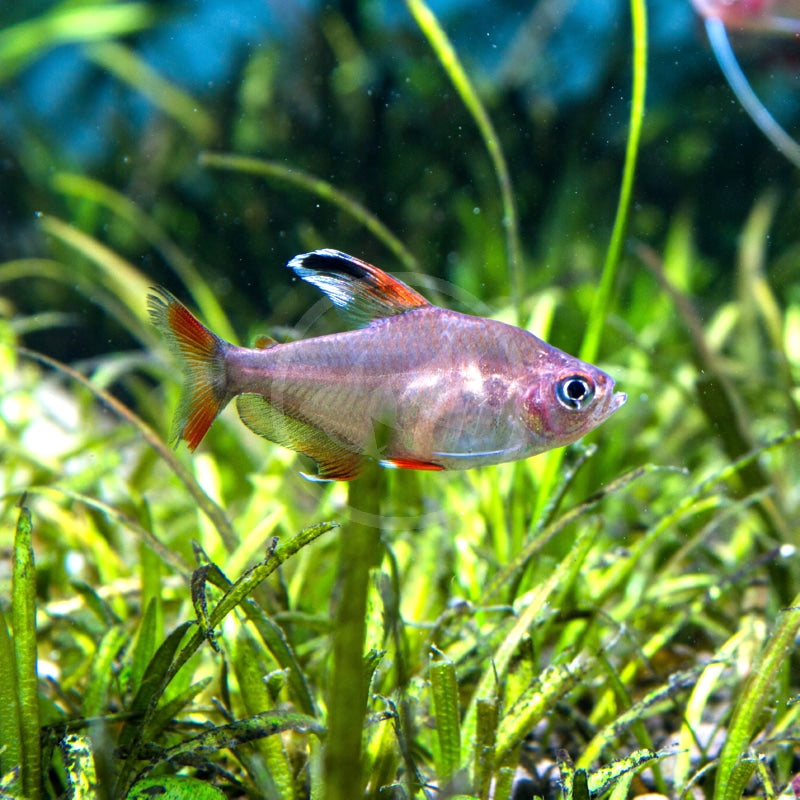 Candy cane tetra