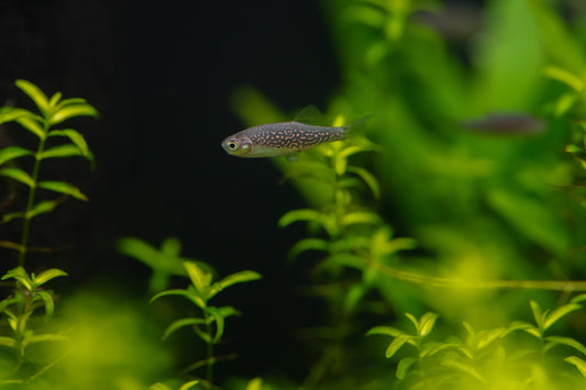Celestial Pearl Danio