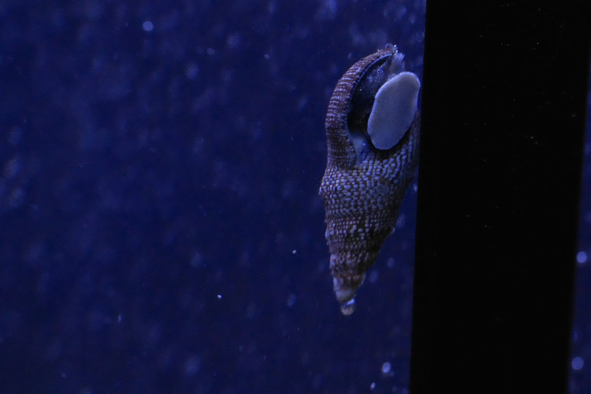 Cerith Snail