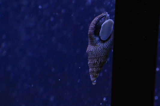 Cerith Snail