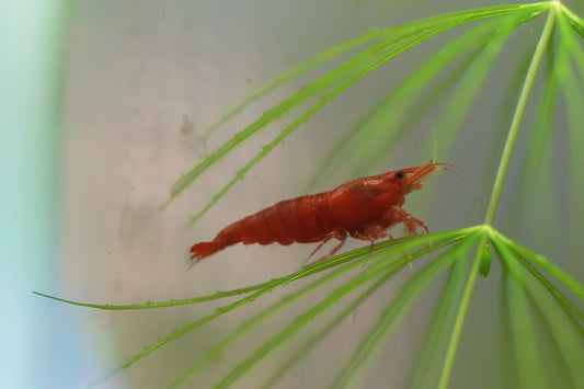 Red Cherry Shrimp