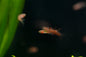 Chili Rasbora