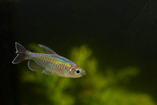 Congo Tetra
