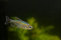 Congo Tetra