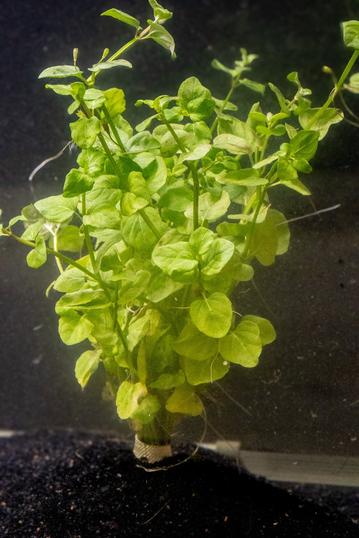 Mint Creeping Charlie