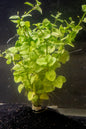 Mint Creeping Charlie
