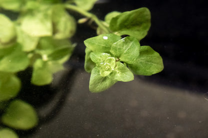 Mint Creeping Charlie