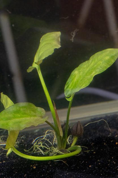 Cryptocoryne pontederiifolia
