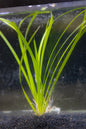 Cyperus Helferi