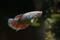 Halfmoon Plakat Dumbo Ear Betta