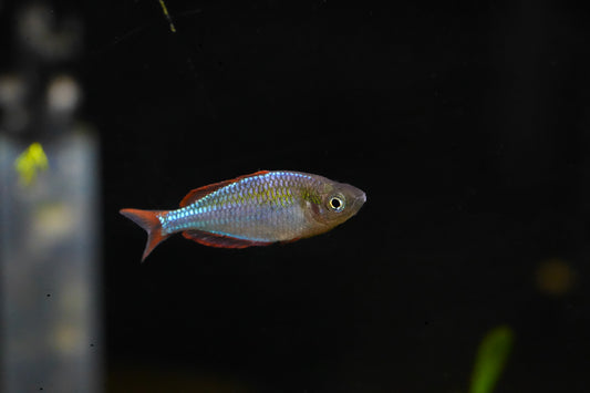 Dwarf Neon Rainbowfish