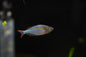 Dwarf Neon Rainbowfish