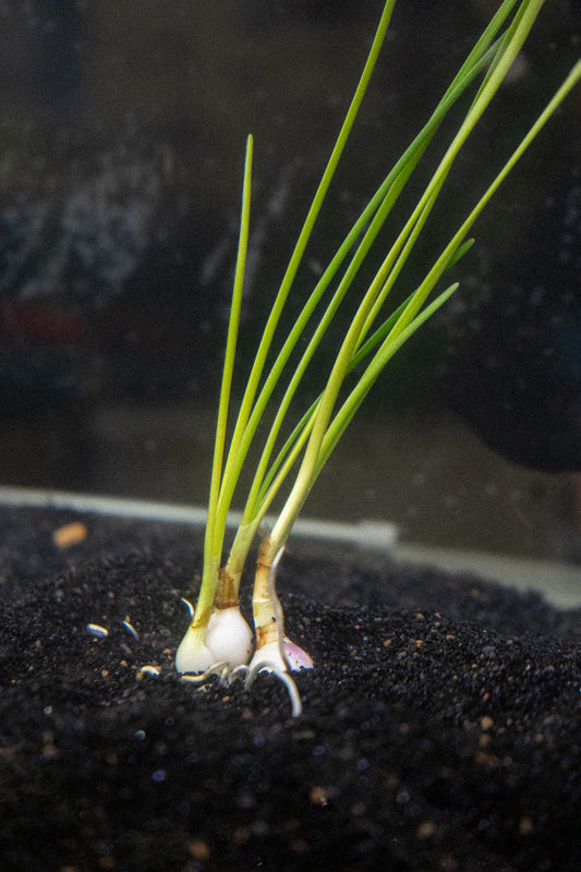 Dwarf Water Onion