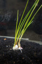 Dwarf Water Onion