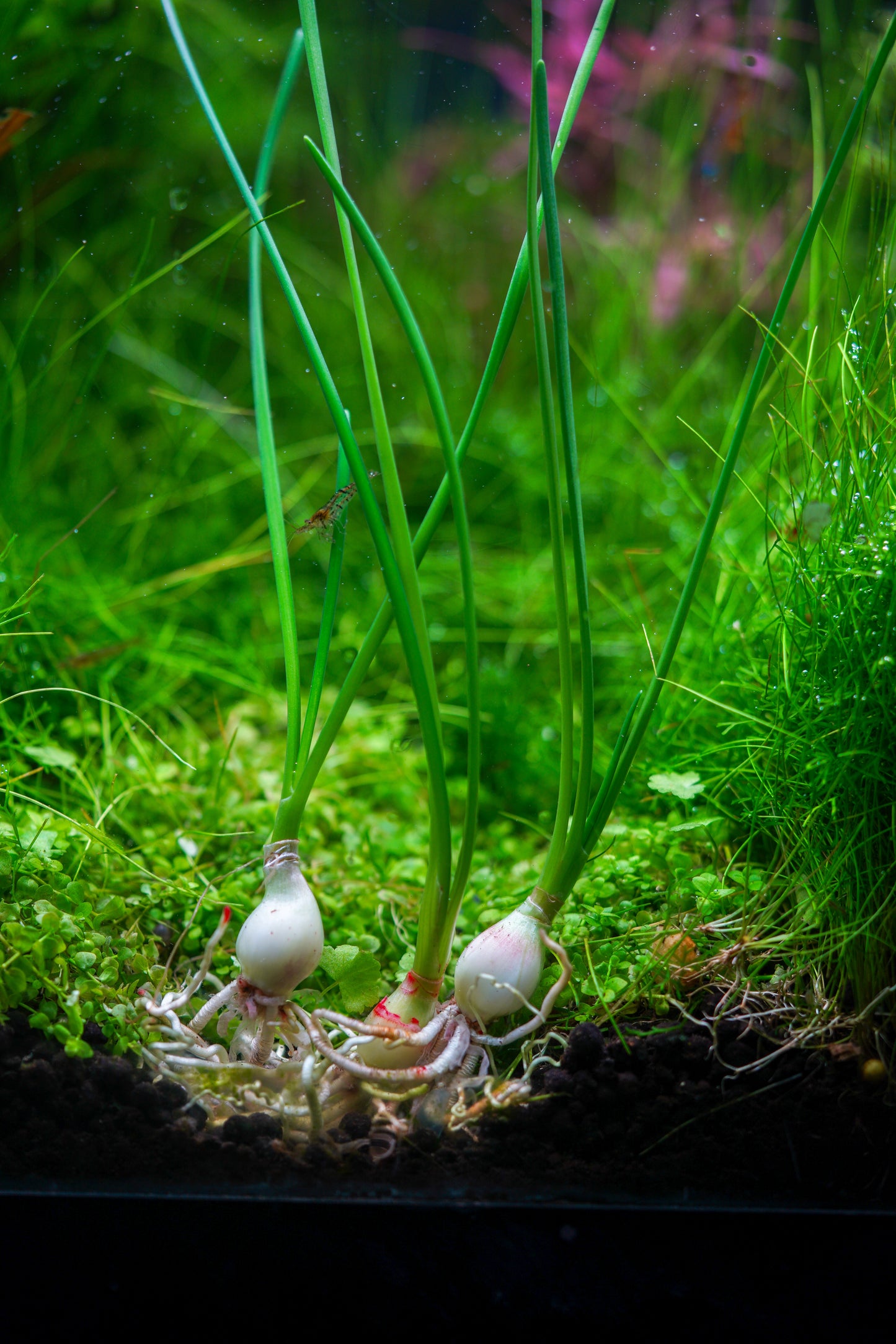 Dwarf water onion
