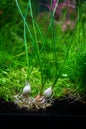 Dwarf water onion