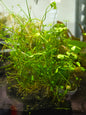 Four Leaf Clover (Marsilea quadrifolia) Live Freshwater Aquarium Plant