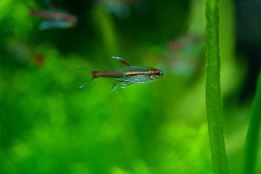Glowlight Tetra