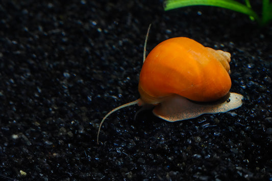 Assorted Mystery Snail