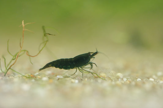 Green Jade Shrimp