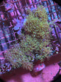Green Star Polyp