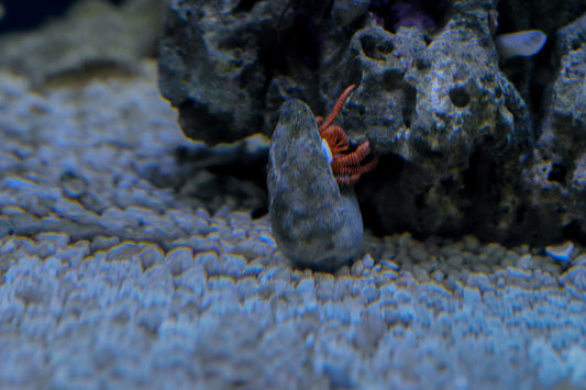 Orange Banded 'Halloween' Hermit Crab