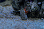 Orange Banded 'Halloween' Hermit Crab