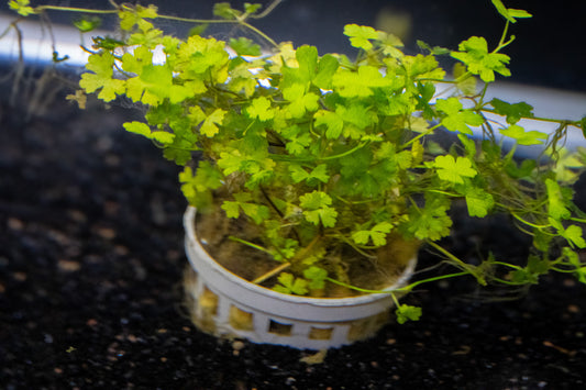 Hydrocotyle Tripartita 'Japan'