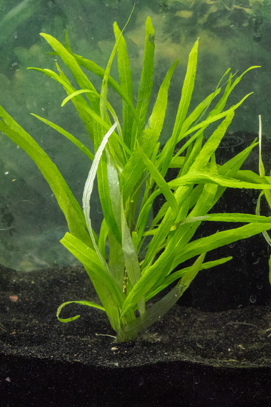 Hygrophila Angustifolia