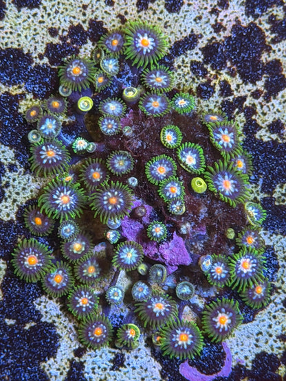Jason Fox Stargazer
