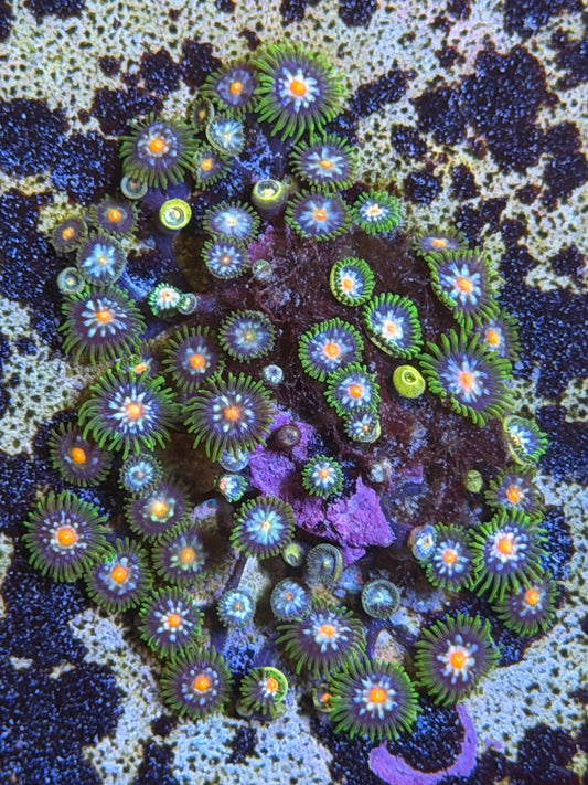 Jason Fox Stargazer