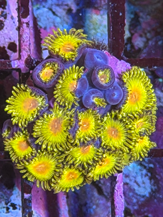 Kamikaze Kush Zoa