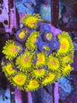 Kamikaze Kush Zoa