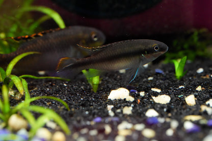 Kribensis Cichlid