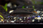 Kribensis Cichlid