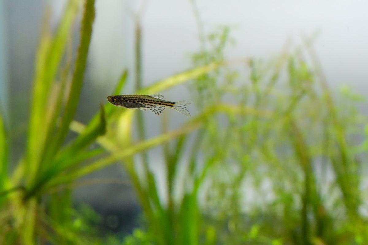 Leopard Danio