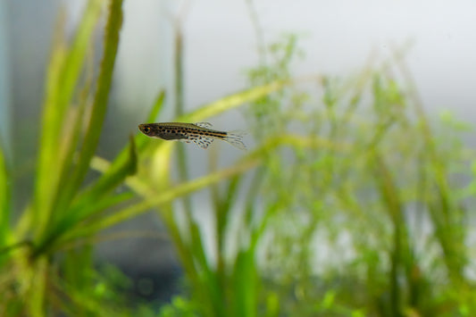 Leopard Danio