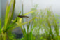 Leopard Danio