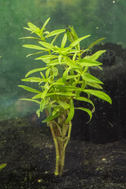 Limnophila hippuridoides
